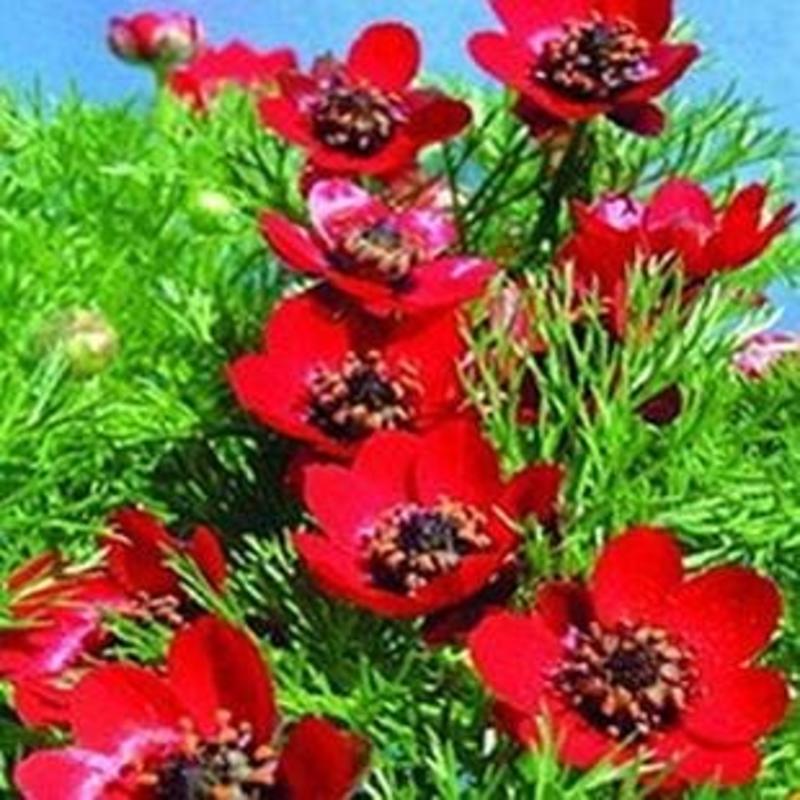 福寿花种子单瓣鲜红色籽种子花卉种孑鲜花种子四季庭院