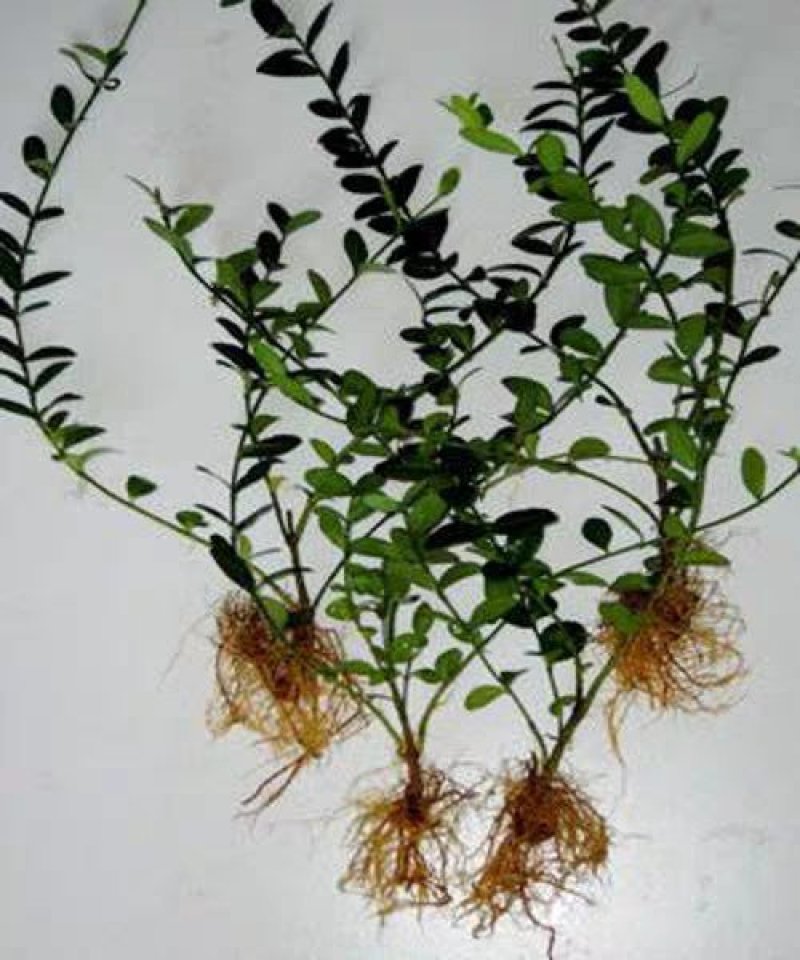 四季常青攀缘植物小叶扶芳藤卫矛耐寒爬藤花卉四季不掉叶青叶