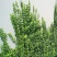 四季常青攀缘植物小叶扶芳藤卫矛耐寒爬藤花卉四季不掉叶青叶
