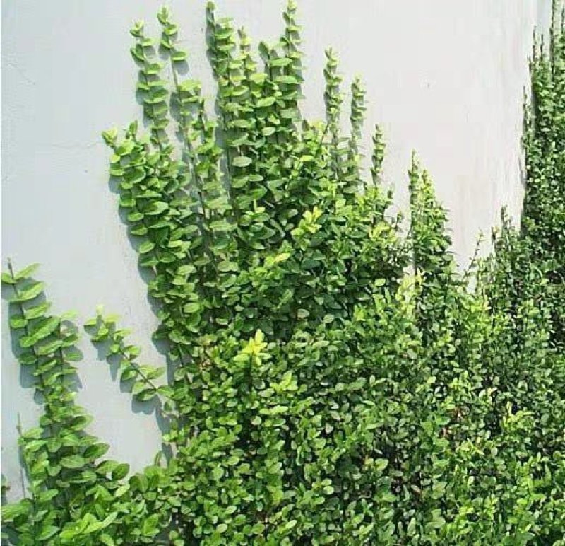 四季常青攀缘植物小叶扶芳藤卫矛耐寒爬藤花卉四季不掉叶青叶