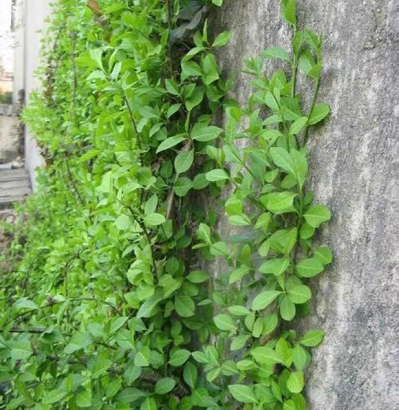 四季常青攀缘植物小叶扶芳藤卫矛耐寒爬藤花卉四季不掉叶青叶