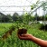 四季常青攀缘植物小叶扶芳藤卫矛耐寒爬藤花卉四季不掉叶青叶