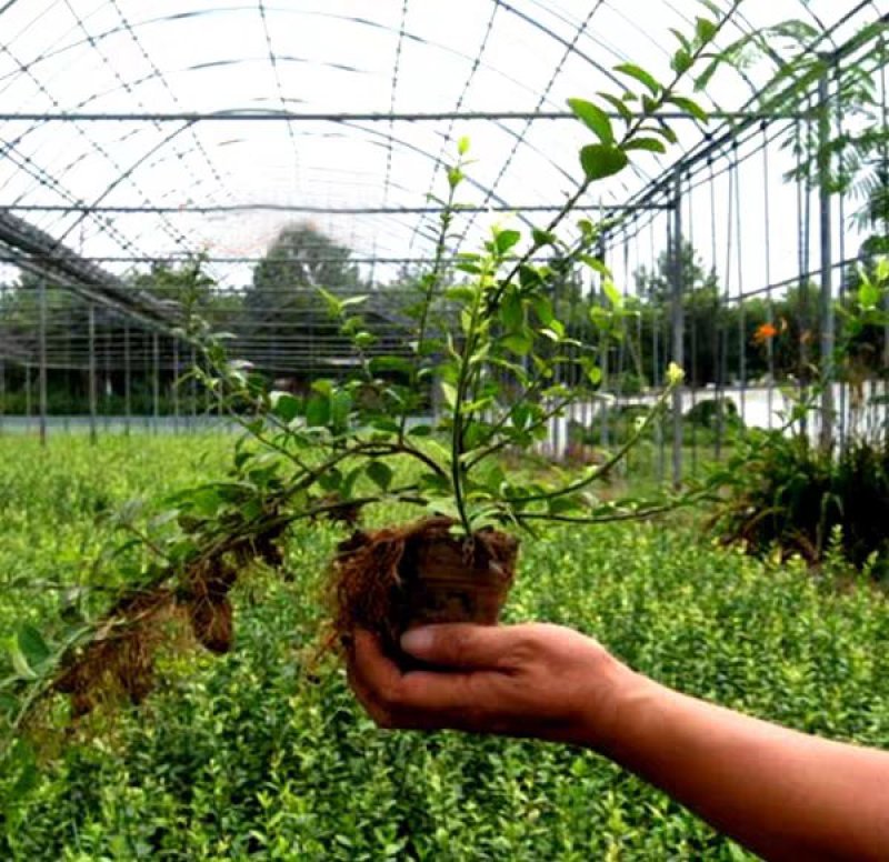 四季常青攀缘植物小叶扶芳藤卫矛耐寒爬藤花卉四季不掉叶青叶