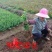 四季常青攀缘植物小叶扶芳藤卫矛耐寒爬藤花卉四季不掉叶青叶