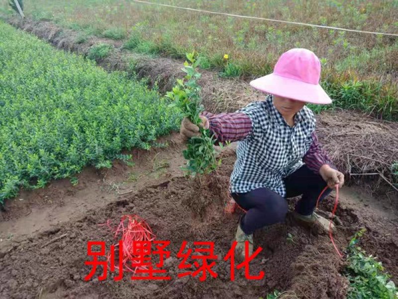 四季常青攀缘植物小叶扶芳藤卫矛耐寒爬藤花卉四季不掉叶青叶