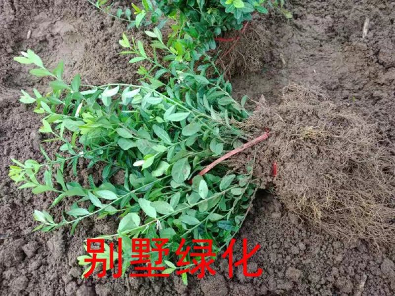 四季常青攀缘植物小叶扶芳藤卫矛耐寒爬藤花卉四季不掉叶青叶