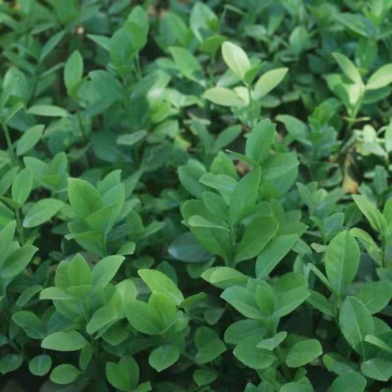 四季常青攀缘植物小叶扶芳藤卫矛耐寒爬藤花卉四季不掉叶青叶