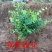四季常青攀缘植物小叶扶芳藤卫矛耐寒爬藤花卉四季不掉叶青叶