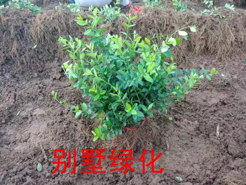 四季常青攀缘植物小叶扶芳藤卫矛耐寒爬藤花卉四季不掉叶青叶
