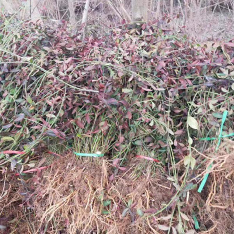 四季常青攀缘植物小叶扶芳藤卫矛耐寒爬藤花卉四季不掉叶青叶
