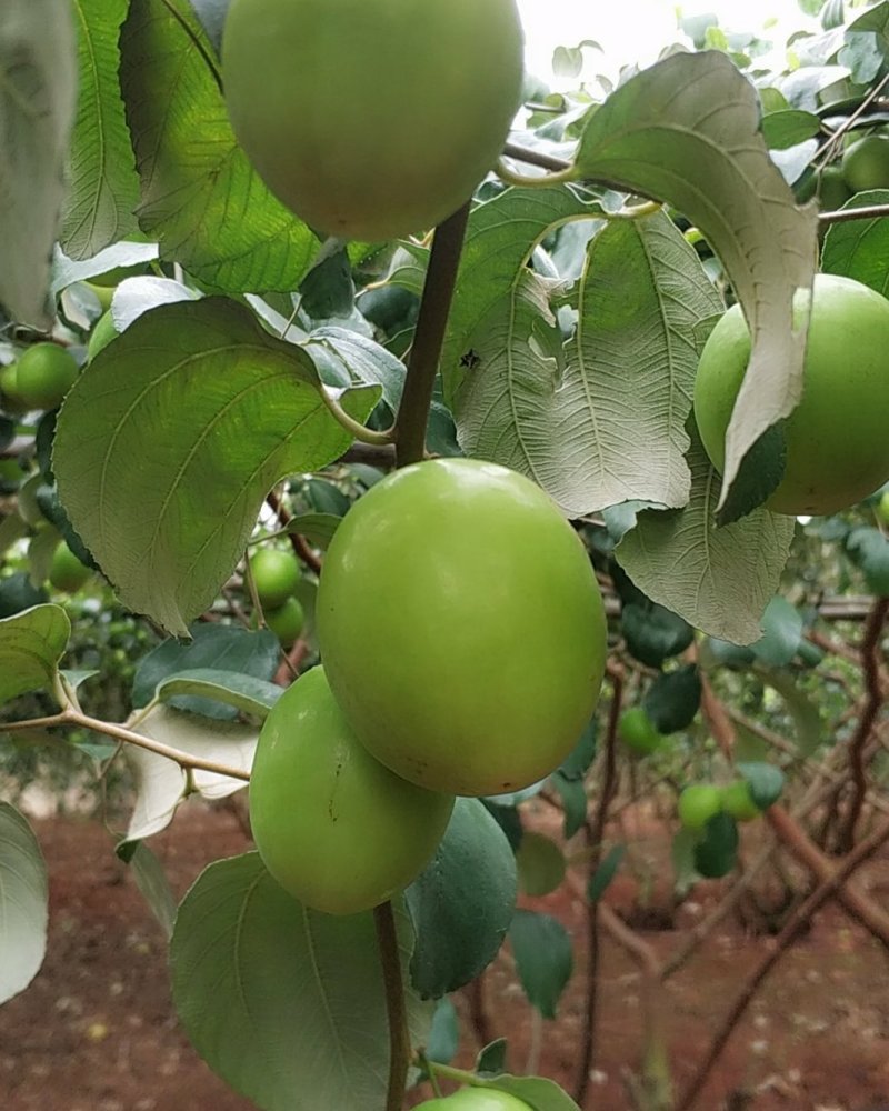 雷州青枣