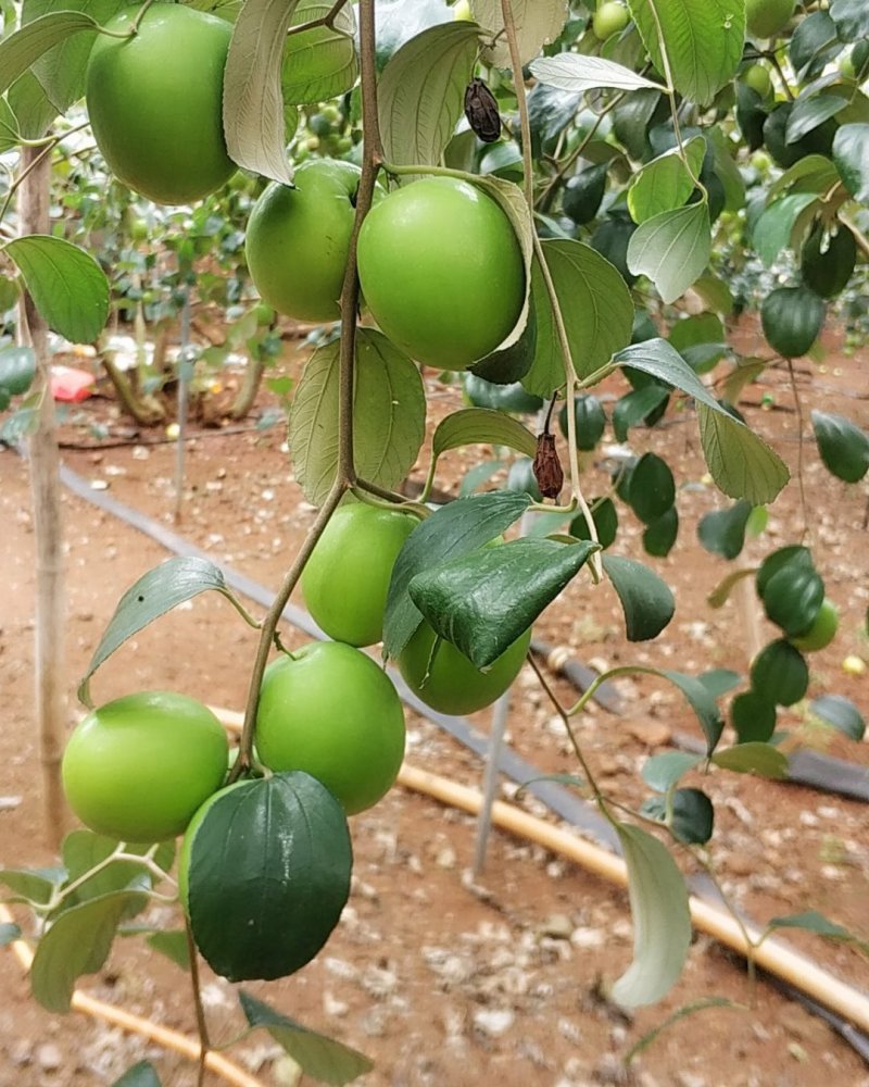 雷州青枣