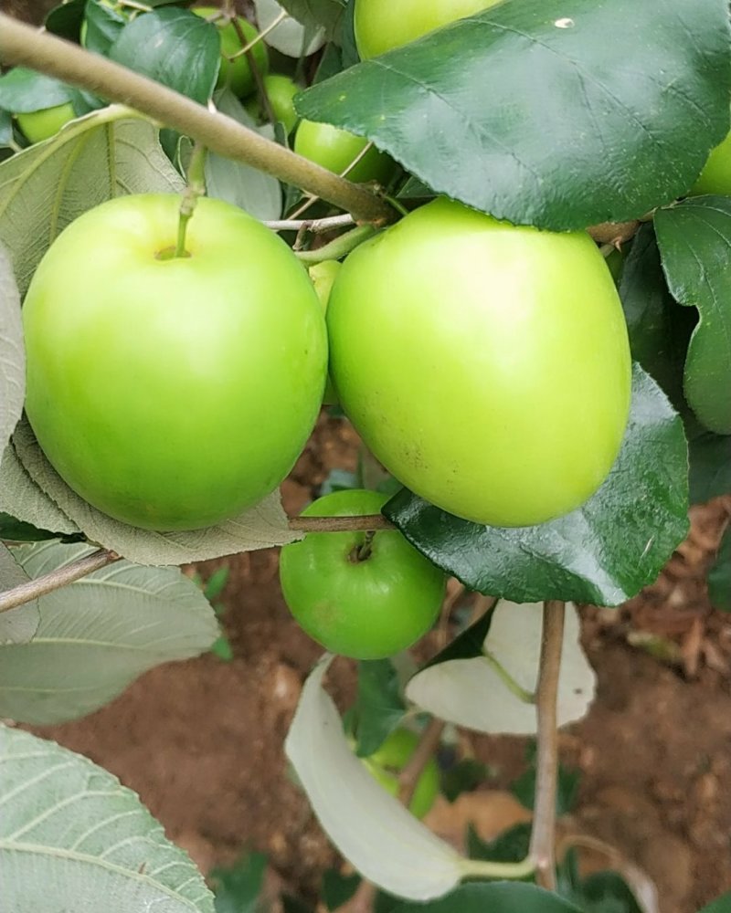 雷州青枣