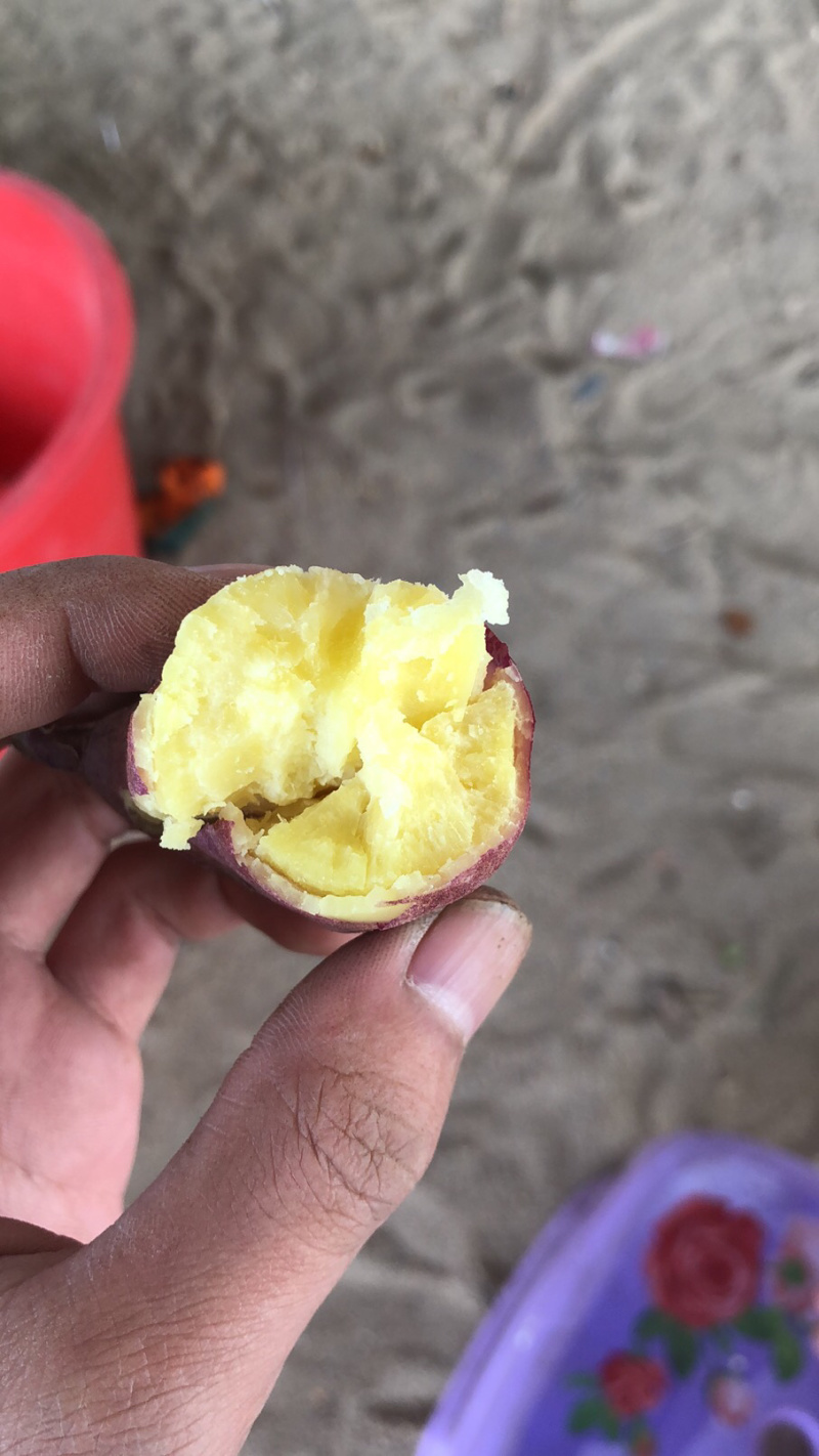 海南澄迈基地直发桥头地瓜板栗薯新鲜现挖现卖番薯