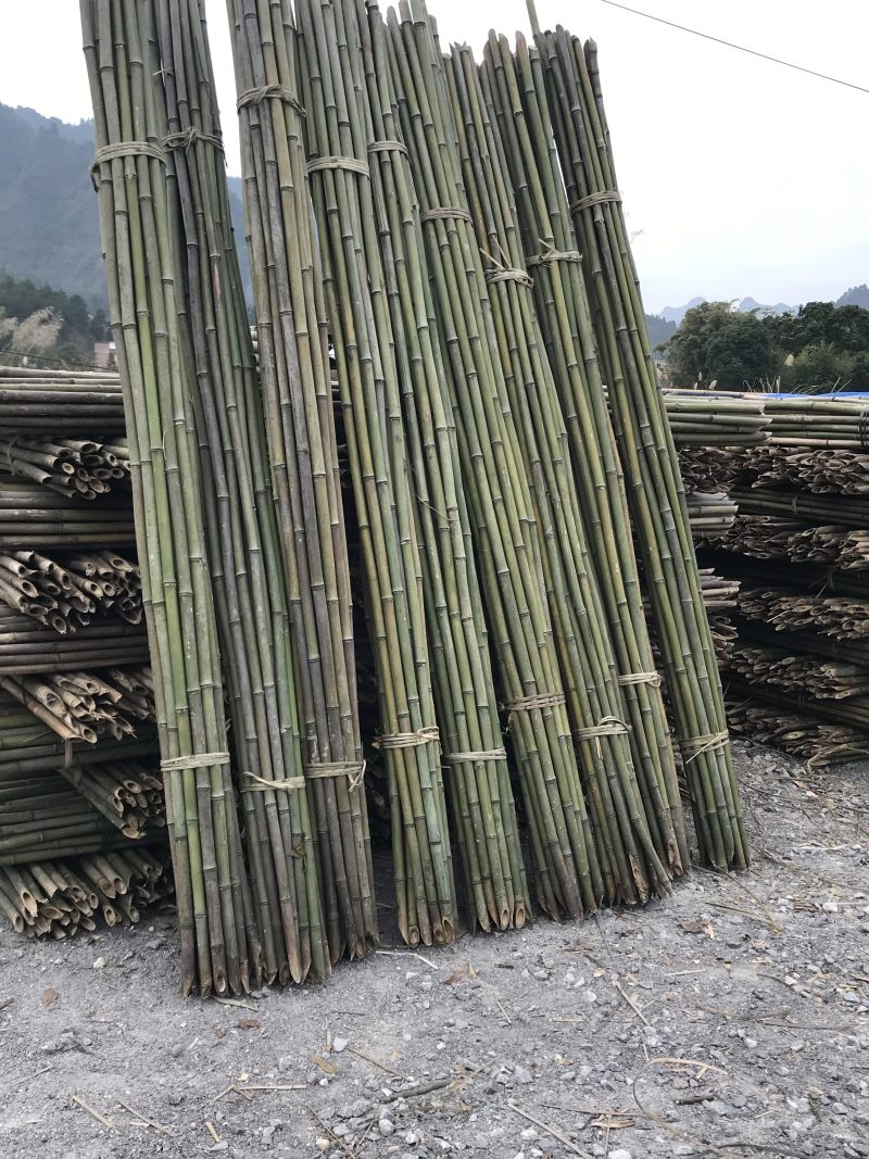 香蕉支撑竹杆，菜架，果树支撑竹杆、豆类支撑竹竿，塔架竹，