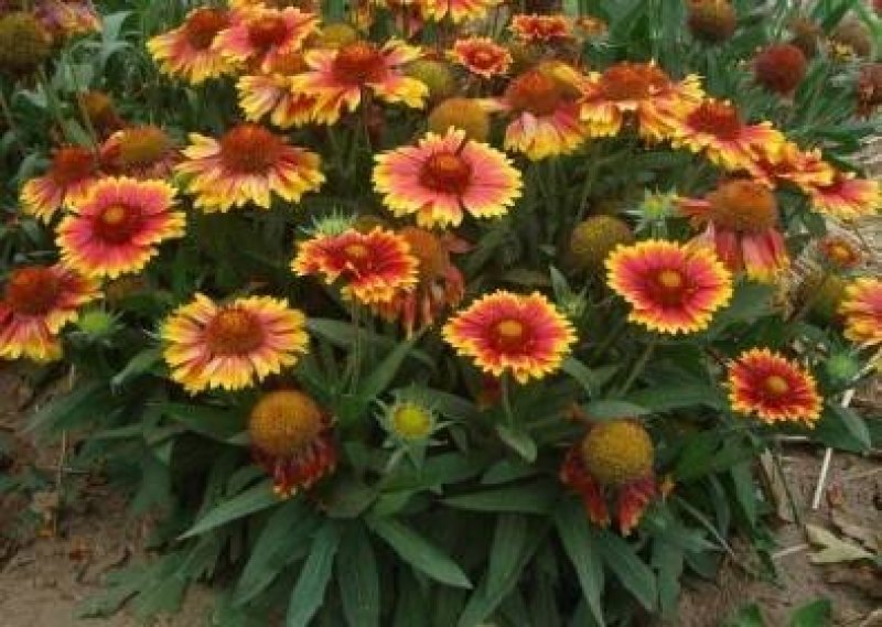 矮天人菊种子庭院花卉妙植春播花种子宿根多年生易种植