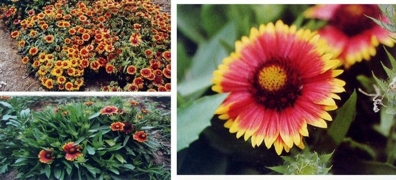 矮天人菊种子庭院花卉妙植春播花种子宿根多年生易种植