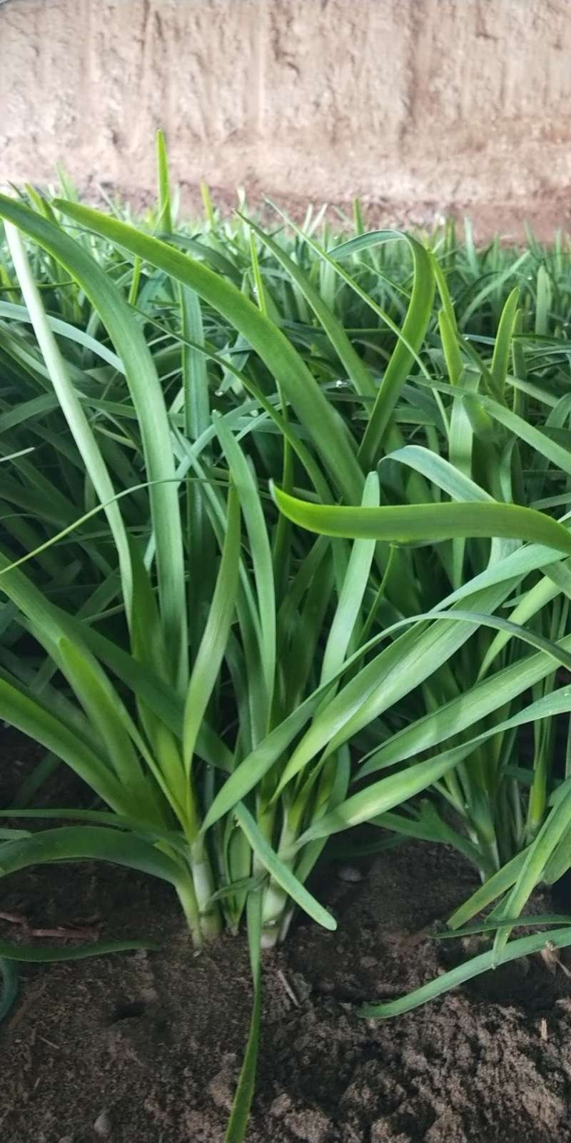 蔬菜