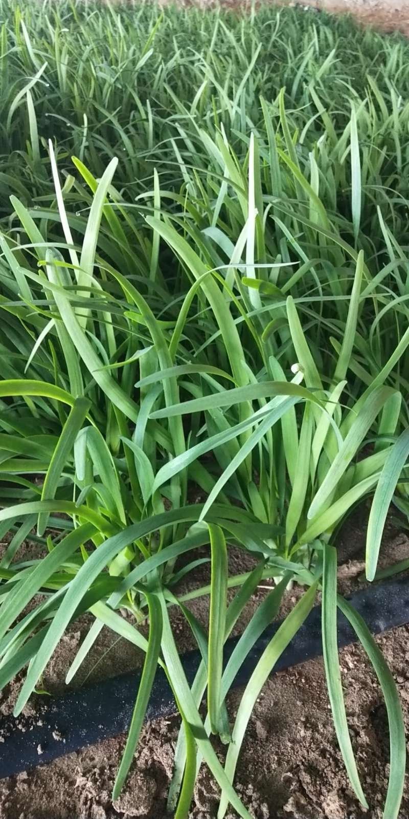 蔬菜