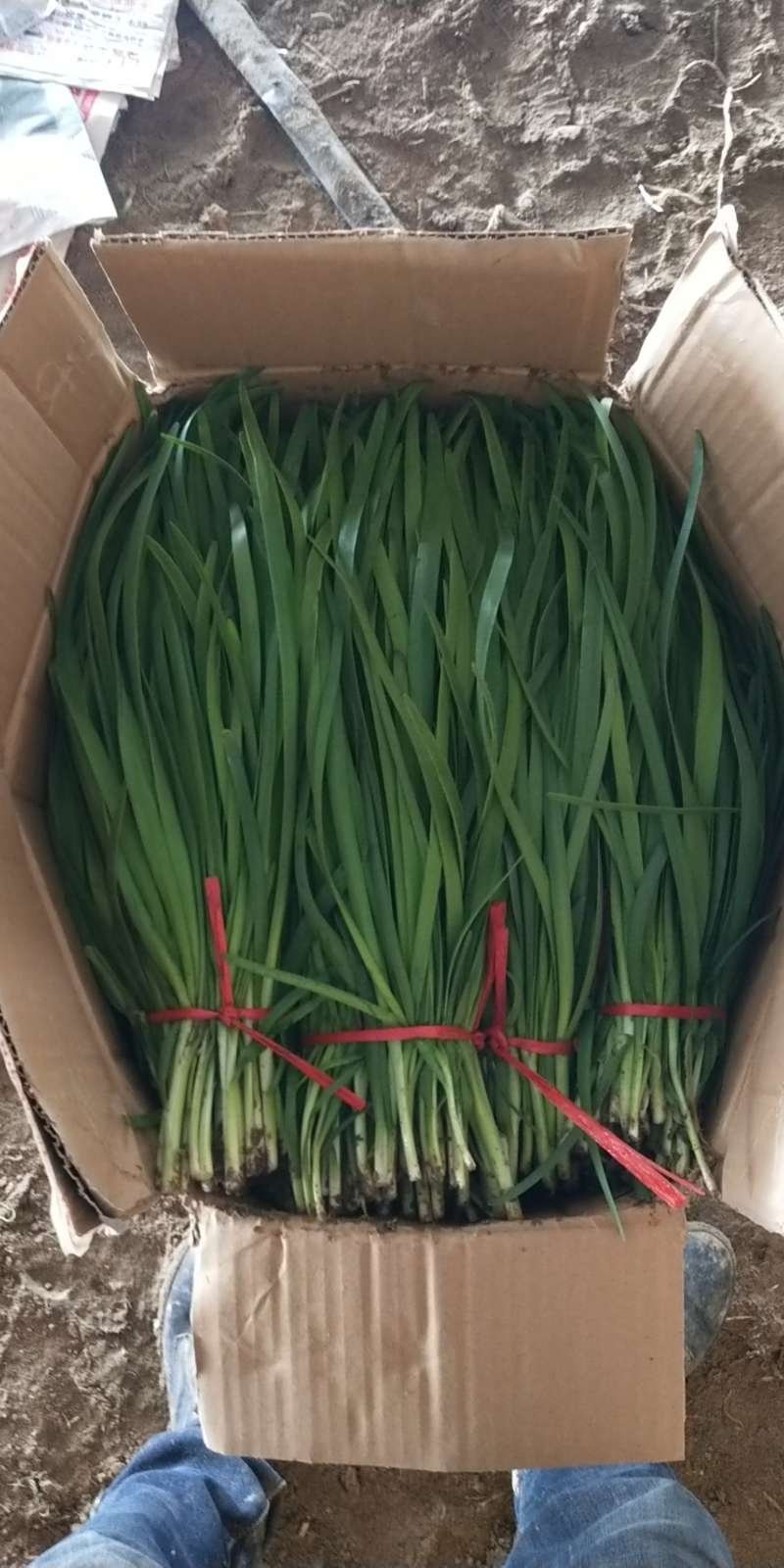 蔬菜