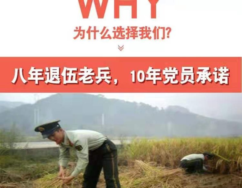 草绳稻草绳草帘稻草帘草垫草袋捆绑树木花木移栽包扎土球保湿