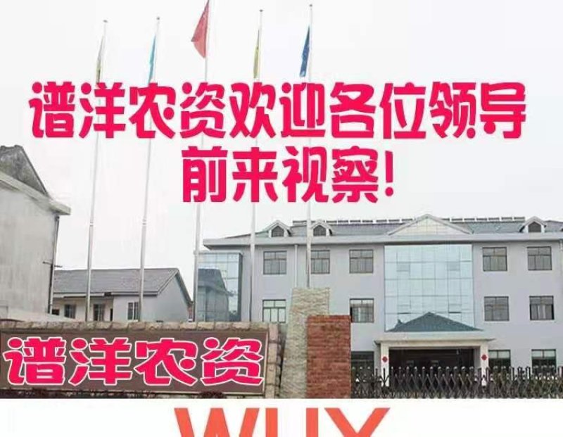 草绳稻草绳草帘稻草帘草垫草袋捆绑树木花木移栽包扎土球保湿
