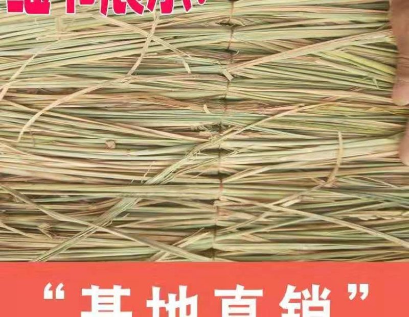 草绳稻草绳草帘稻草帘草垫草袋捆绑树木花木移栽包扎土球保湿