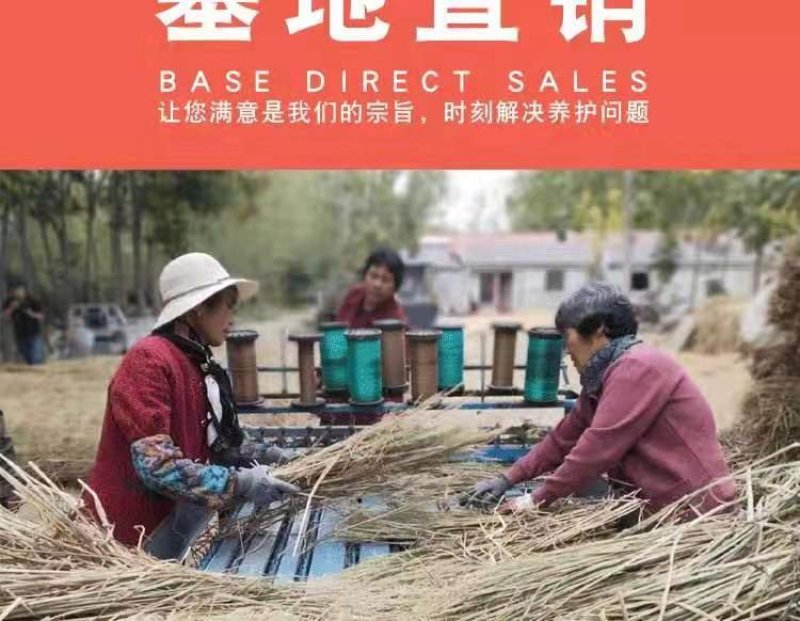 草绳稻草绳草帘稻草帘草垫草袋捆绑树木花木移栽包扎土球保湿