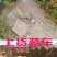 草绳稻草绳草帘稻草帘草垫草袋捆绑树木花木移栽包扎土球保湿