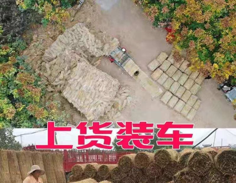草绳稻草绳草帘稻草帘草垫草袋捆绑树木花木移栽包扎土球保湿