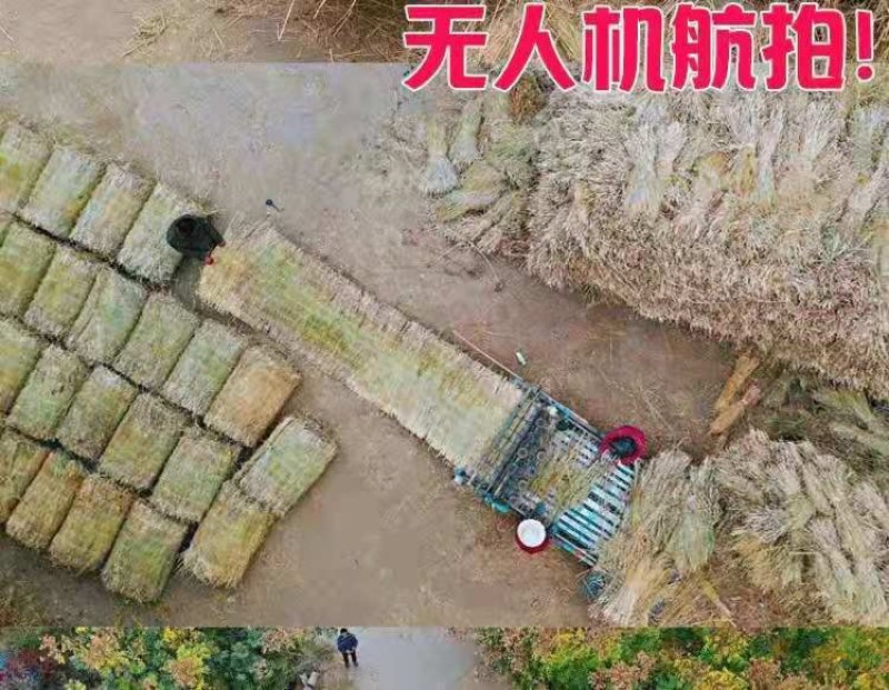 草绳稻草绳草帘稻草帘草垫草袋捆绑树木花木移栽包扎土球保湿