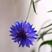 矢车菊花种四季易种活蓝色矢车菊种子室外庭院绿化耐寒花卉种