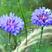 矢车菊花种四季易种活蓝色矢车菊种子室外庭院绿化耐寒花卉种