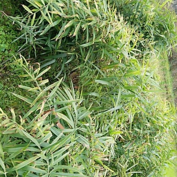 野生黄精