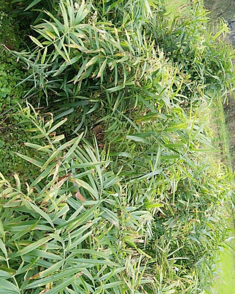 野生黄精