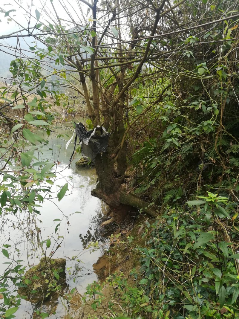 重阳木树桩秋风树古桩绿化树桩