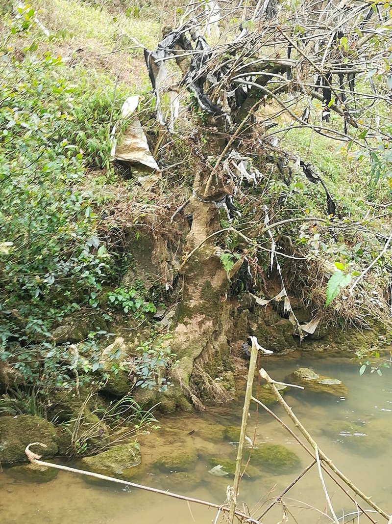 重阳木树桩秋风树古桩绿化树桩