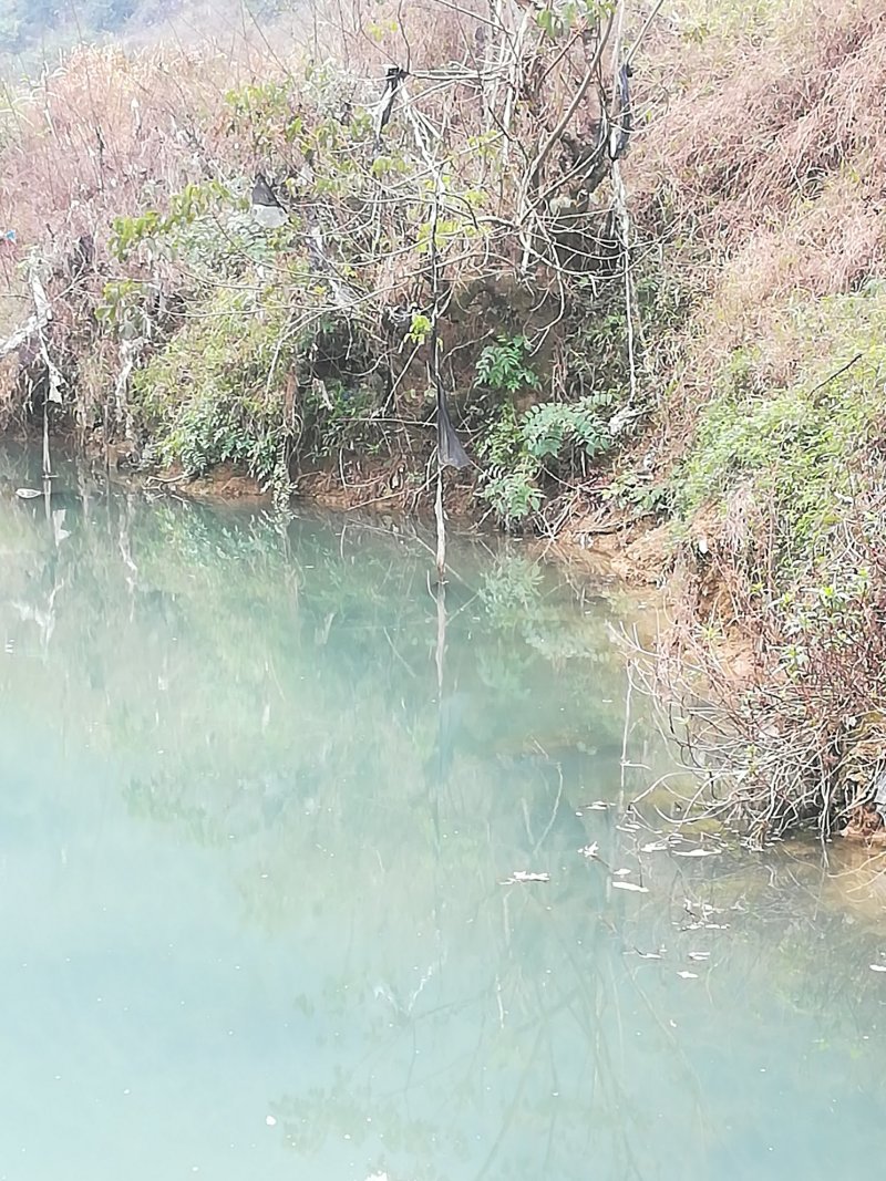 重阳木树桩秋风树古桩绿化树桩