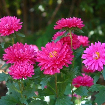 翠菊花种籽花卉植物花籽翠菊花海四季种易活不断开花庭院种