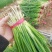 精品小葱，高度35厘米左右，万亩小葱基地直供