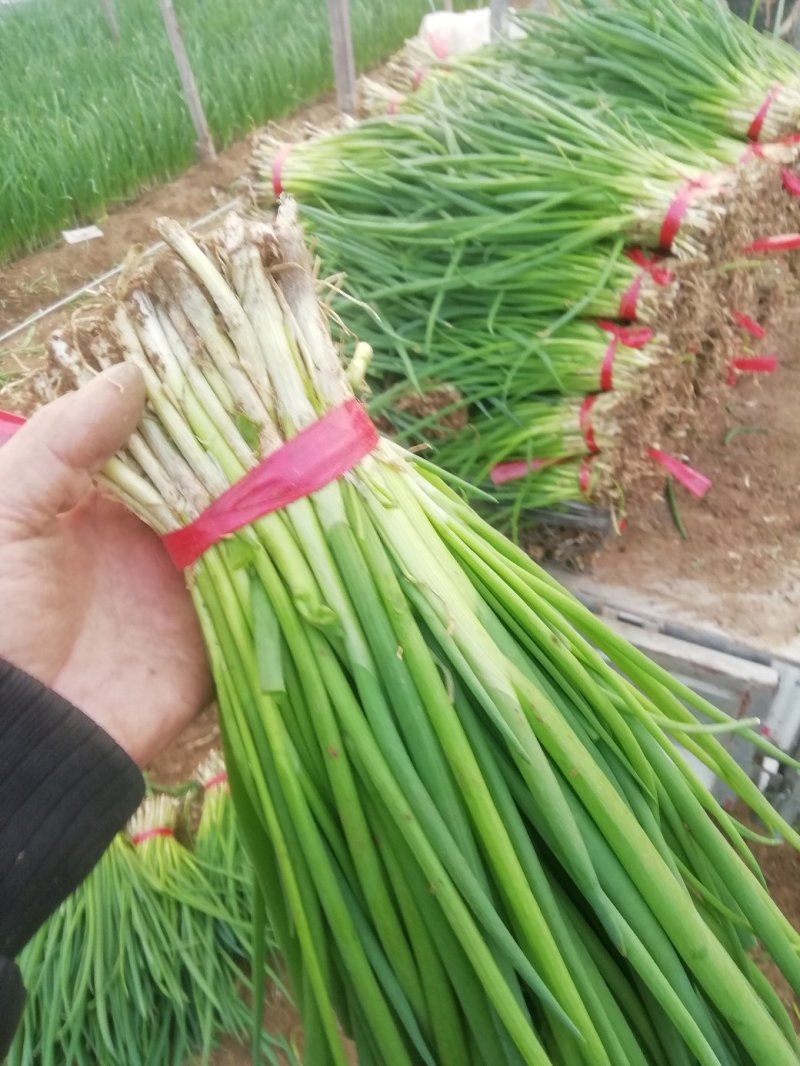 精品小葱，高度35厘米左右，万亩小葱基地直供