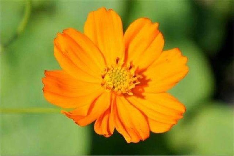 硫化菊种子花种子黄秋英花籽硫华菊种子四季易种