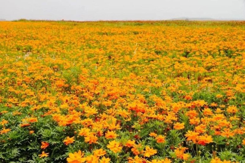 硫化菊种子花种子黄秋英花籽硫华菊种子四季易种