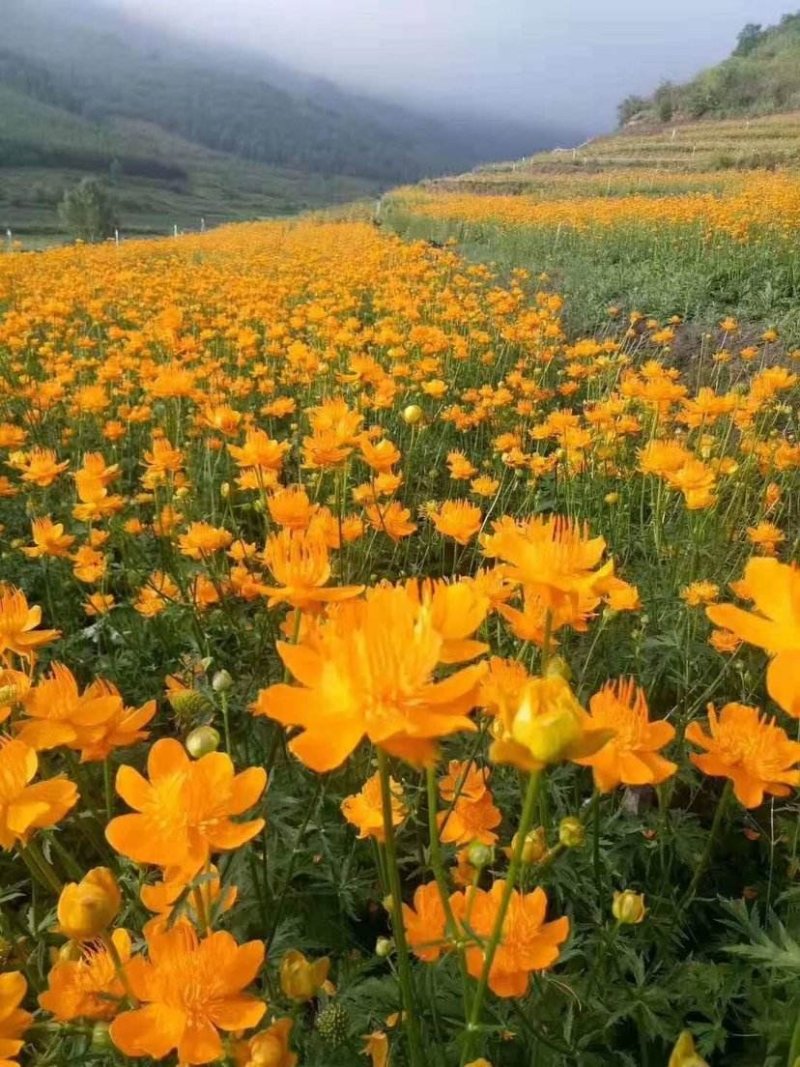 硫化菊种子花种子黄秋英花籽硫华菊种子四季易种