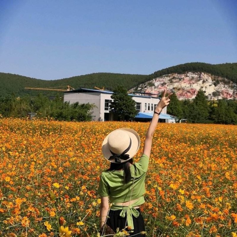 硫化菊种子花种子黄秋英花籽硫华菊种子四季易种