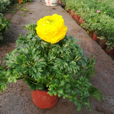 芹叶牡丹基地直供一手货源欢迎选购