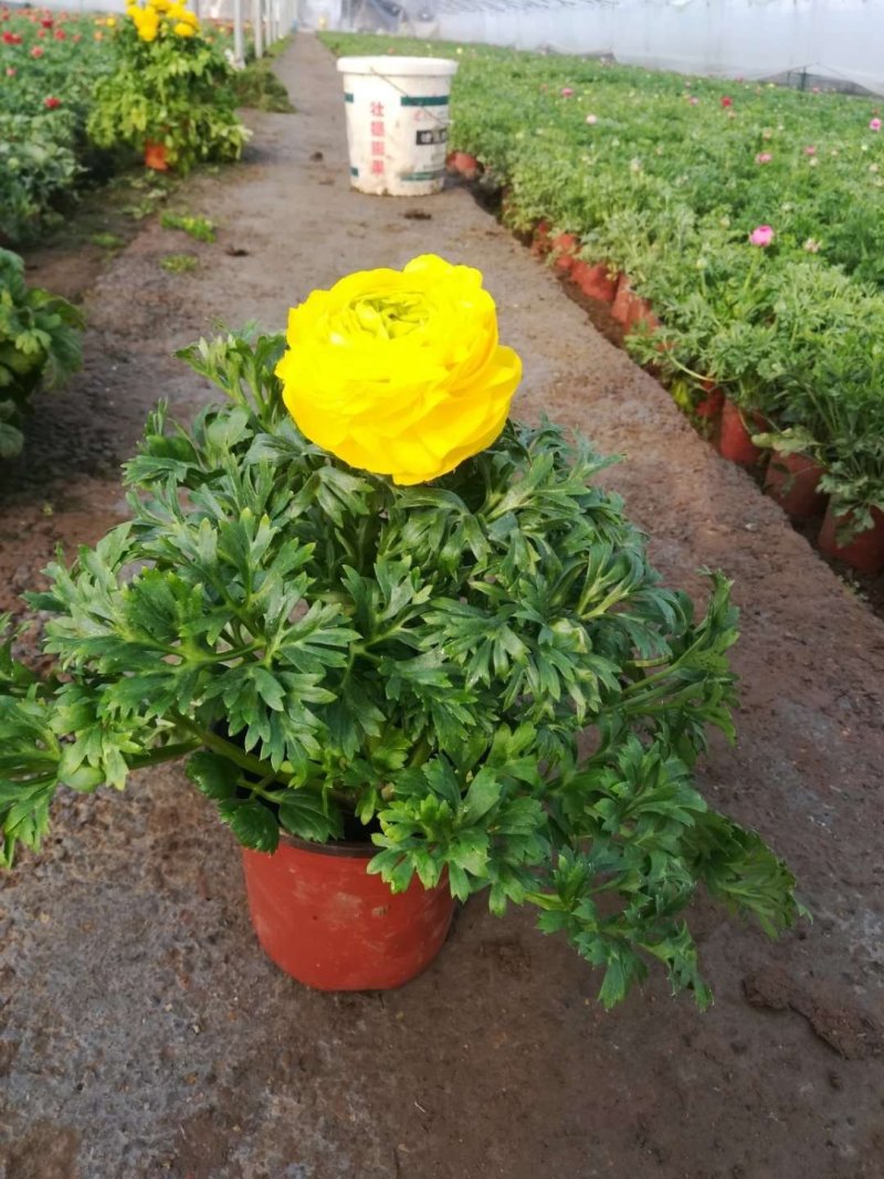 芹叶牡丹基地直供一手货源欢迎选购