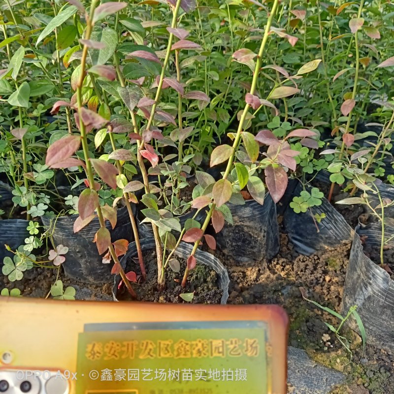 蓝莓苗莱克西两年蓝莓苗
