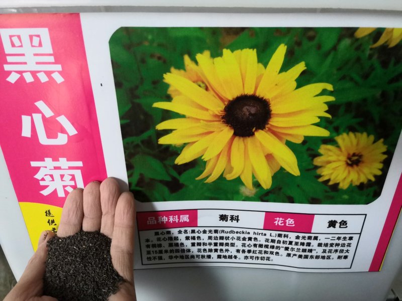 黑心菊种子四季易播种黑心金光菊种子景观绿化耐旱耐寒花草籽