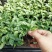 大量供应优质室内观叶绿植小盆栽用苗翠叶竹芋穴盘苗